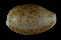 藏品(紅花寶螺)的圖片